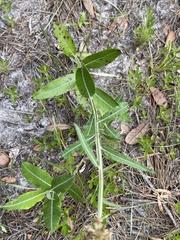 Pterocaulon pycnostachyum