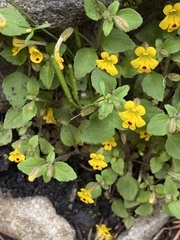 Erythranthe alsinoides