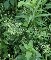 Galium asprellum