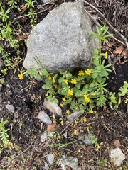 Erythranthe alsinoides