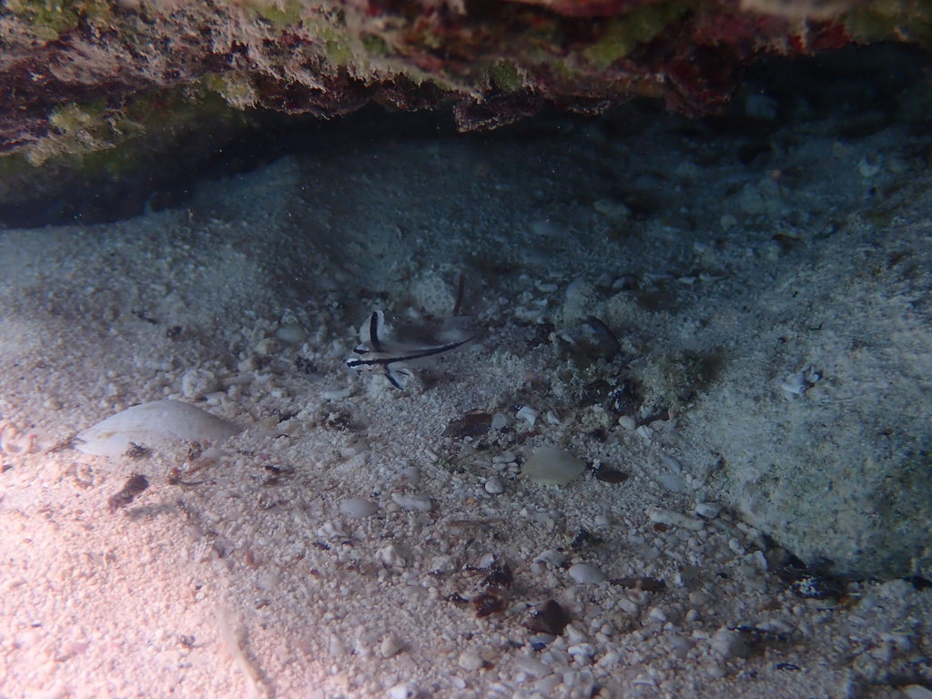 Photo of Seagrass Drum (Pareques umbrosus)