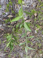 Pterocaulon pycnostachyum