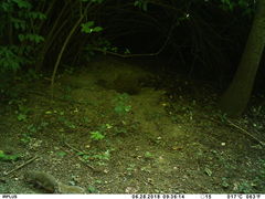 Sciurus carolinensis