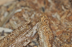 Physarum psittacinum