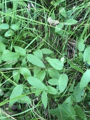 Clematis pitcheri pitcheri