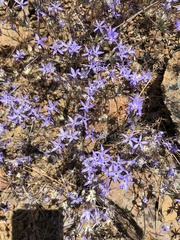 Eriastrum pluriflorum