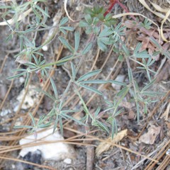 Acmispon oroboides