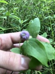 Clematis pitcheri pitcheri