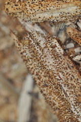 Physarum psittacinum