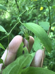 Clematis pitcheri pitcheri