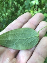 Clematis pitcheri pitcheri
