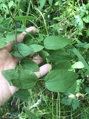 Clematis pitcheri pitcheri