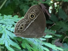 Mycalesis distanti