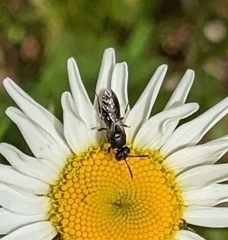 Hylaeus modestus