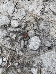 Pseudomethoca sanbornii