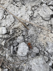 Pseudomethoca sanbornii