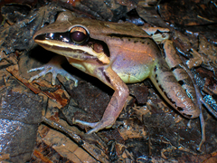 Leptodactylus didymus