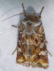 Lacinipolia lepidula