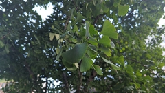 Ginkgo biloba