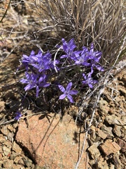 Eriastrum pluriflorum
