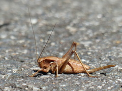 Atlanticus testaceus