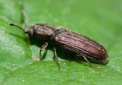 Lyctus