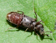 Lyctus