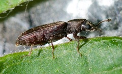 Lyctus