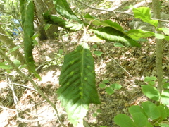 Litylenchus crenatae