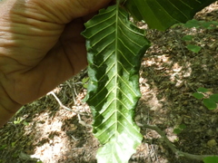 Litylenchus crenatae