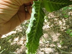 Litylenchus crenatae