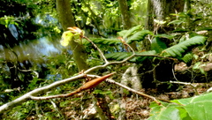 Litylenchus crenatae