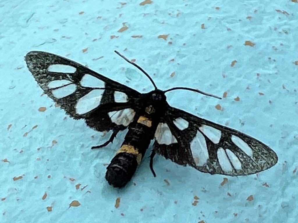 Amata sperbius from 鴨脷洲, 鴨脷洲, HK on June 09, 2022 at 0657 AM by dr_jiang · iNaturalist
