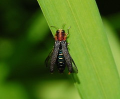 Agrilus vittaticollis