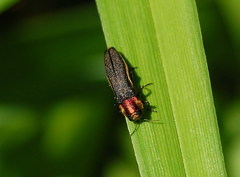 Agrilus vittaticollis