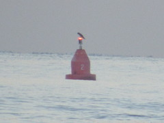 Sula leucogaster plotus