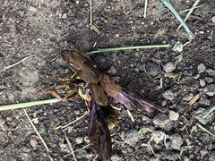 Platydracus maculosus