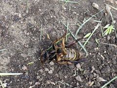 Platydracus maculosus