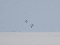 Sula leucogaster plotus
