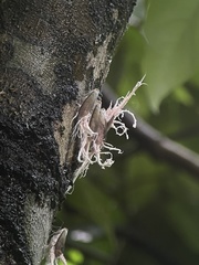 Pterodictya reticularis