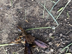 Platydracus maculosus