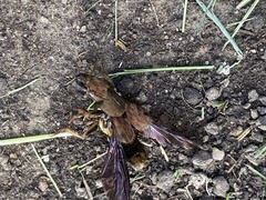 Platydracus maculosus