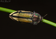 Conognatha souverbii