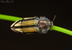 Conognatha souverbii