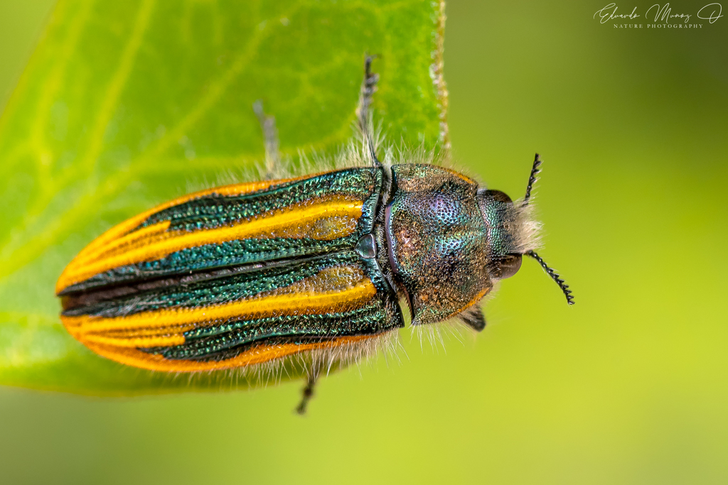 Lasionota semivittata