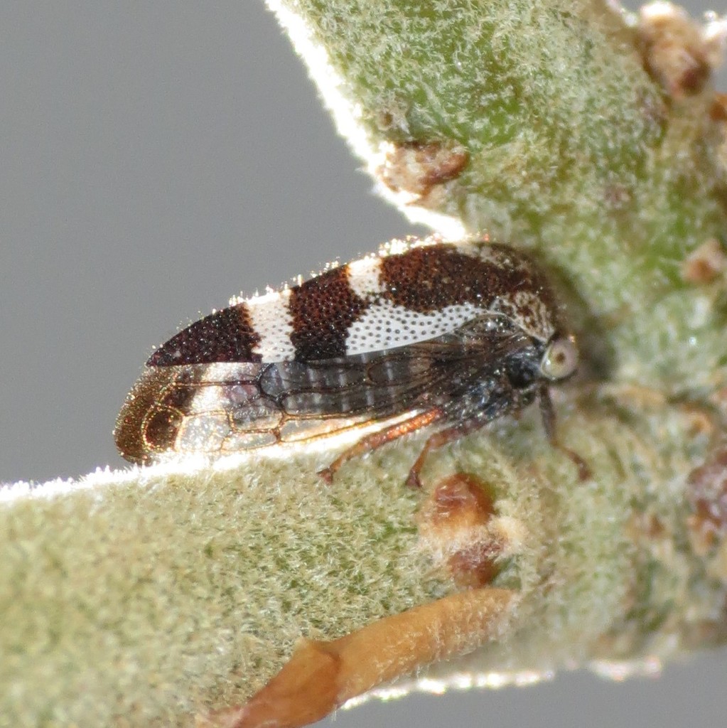 Ophiderma tricinctum