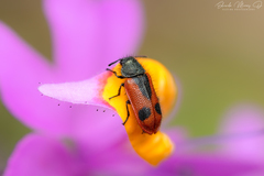 Arthrobrachus nigromaculatus