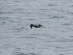 Sula leucogaster plotus