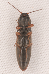 Agriotes ferrugineipennis