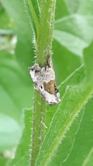 Maliattha synochitis